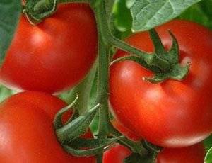 Сорт томата «президент f1»: описание, характеристика, посев на рассаду, подкормка, урожайность, фото, видео и самые распространенные болезни томатов
