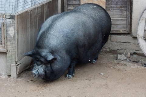Опорос вьетнамских свиней первый раз: сколько ходит беременная, вынашивает поросят