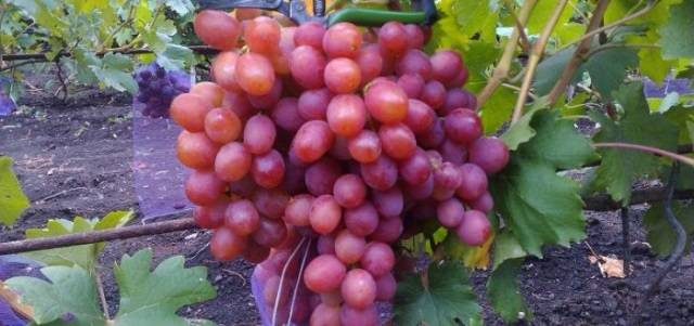 Виноград сорта анюта: особенности ухода и выращивания