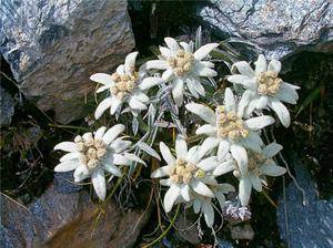 Цветок эдельвейс – нежная красота для вашей дачи