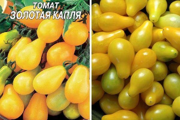 Томаты с желтыми и оранжевыми плодами: список лучших сортов — их описания и характеристики