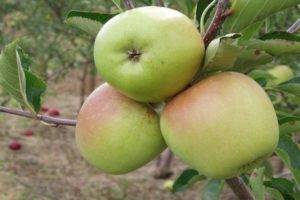 Яблоня кутузовец — описание сорта, фото, отзывы