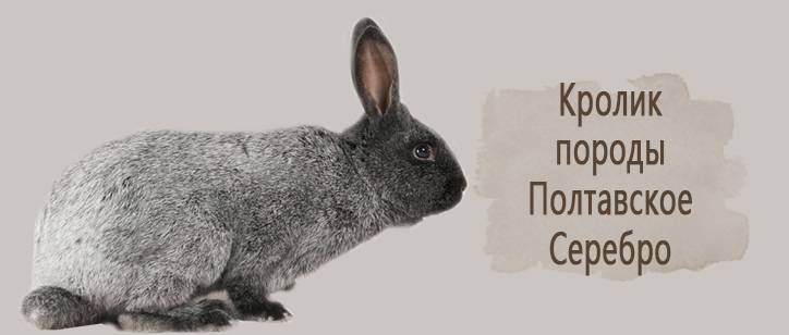 Особенности содержания и разведения серебристого кролика