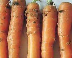 Описание болезней моркови — методы лечения, борьба с вредителями