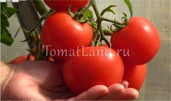 Характеристика и описание сорта томата Любаша и его урожайность