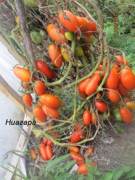 Томат ниагара — описание сорта, фото, урожайность и отзывы садоводов