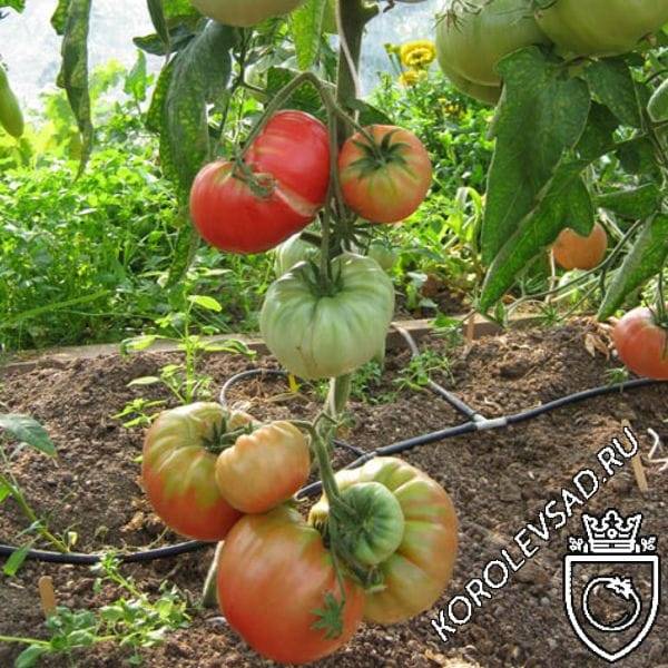 Помидоры для ценителей — томат хуан ю f1: характеристики сорта и советы по выращиванию