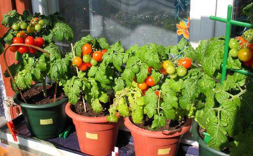 Выращивание томатов в домашних условиях