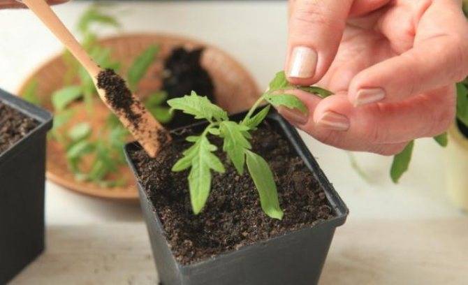 Выращивание рассады помидоров для теплицы: советы ганичкиной