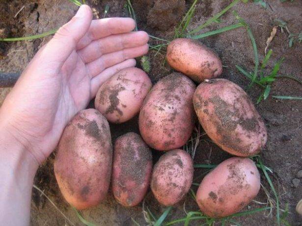 Описание сорта картофеля Жуковский ранний, особенности выращивания и ухода