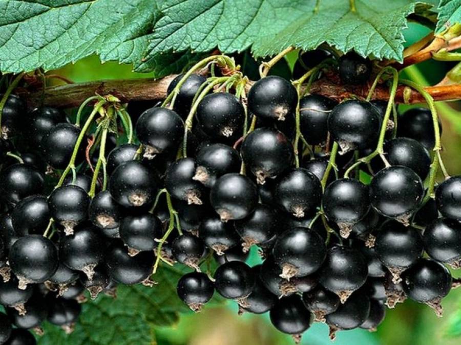 Описания лучших сортов черной смородины и регионы их выращивания