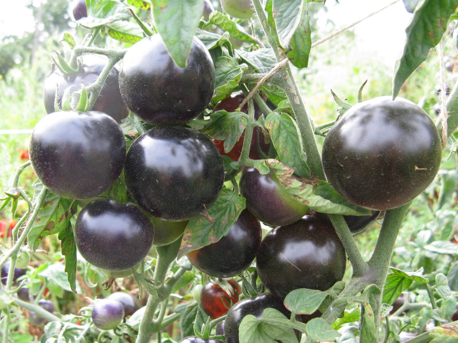 Лучший сорт для начинающих — томат «гулливер»: описание, фото, отзывы