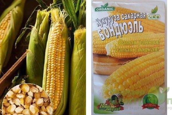Стоит ли выращивать кормовую кукурузу?