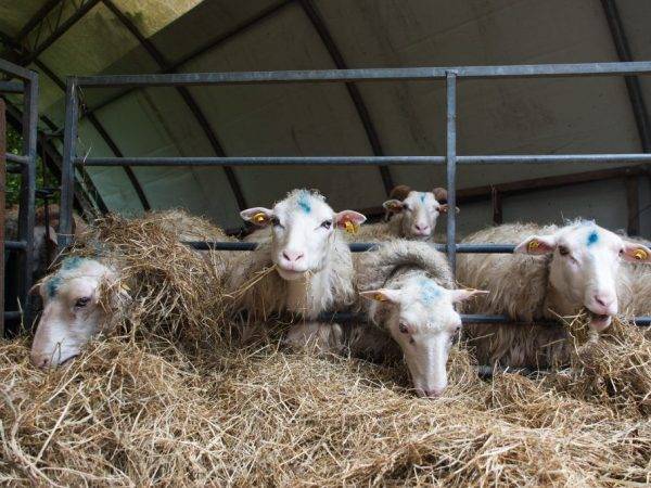 Чем кормить овец и баранов – виды и нормы корма, подробный рацион