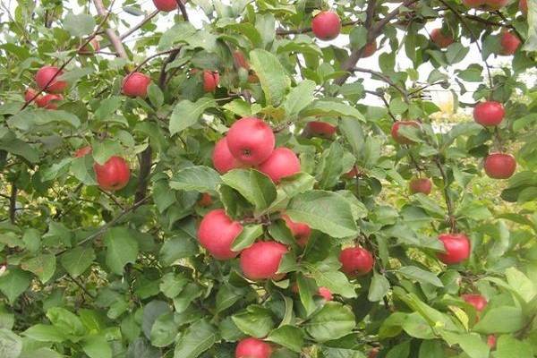 Описание и характеристики сорта яблонь Благая весть, посадка и выращивание
