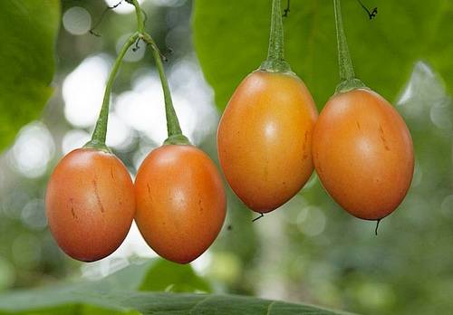 Чем полезен тамарилло фрукт, как его вырастить