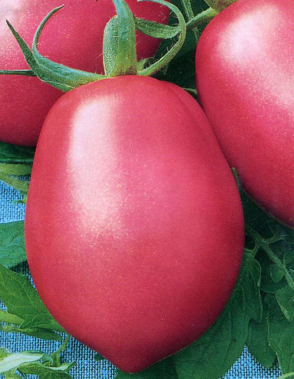 Томаты розовый мед — основные правила выращивания помидоров