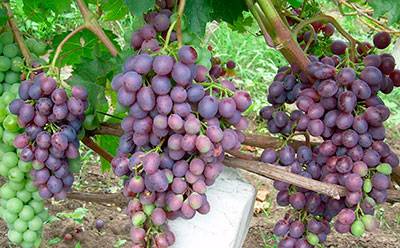 Описание сорта винограда «космонавт»