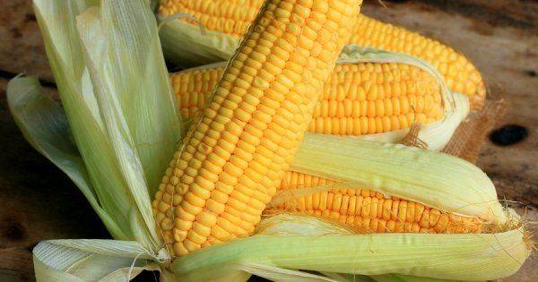 Как сделать лущилку для кукурузы своими руками в домашних условиях