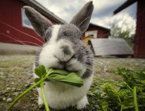Можно ли кроликам давать кабачки