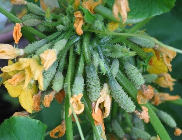 Огурец пучковое великолепие f1: подробное описание и характеристика урожайного гибрида корнишонов