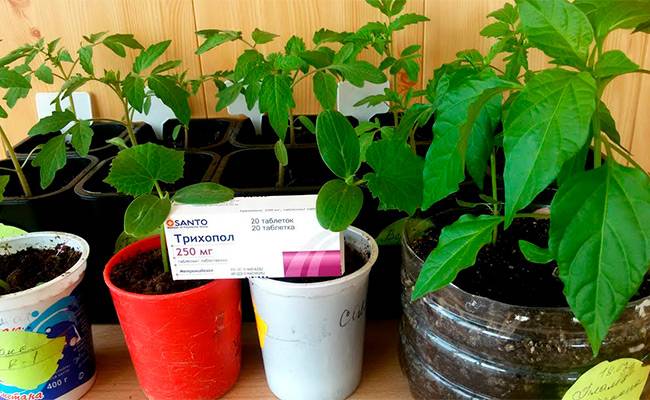 Поэтапное руководство по обработке томатов метронидазолом от фитофторы: боремся с заболеванием и предотвращаем его