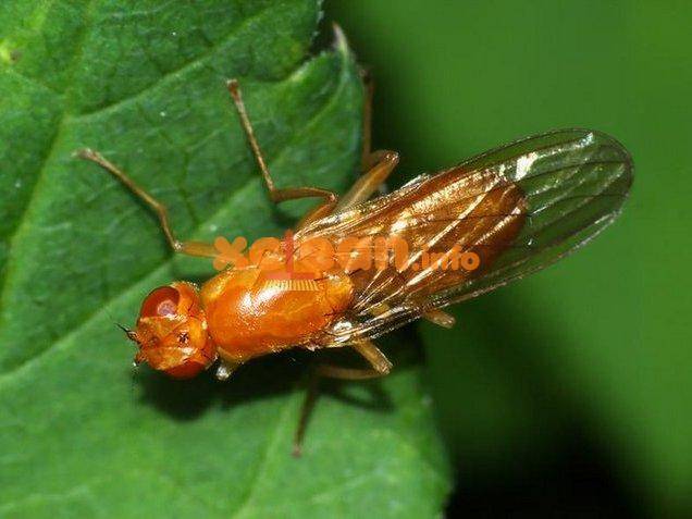 Нашатырный спирт от насекомых: 5 способов применения