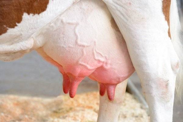 Причины, по которым у коровы течет молоко из вымени