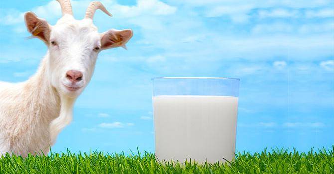 Ослиное молоко: чем полезно и чем вредно