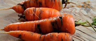 Как правильно бороться с морковной мухой