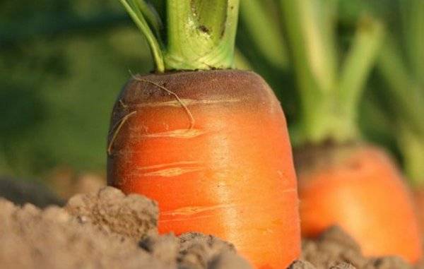 Особенности ухода за морковью: когда поливать после посадки и как это правильно делать?