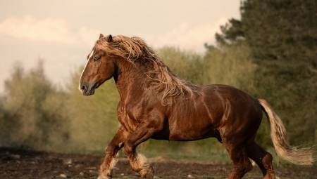 Преобразование алтайской породы лошадей
