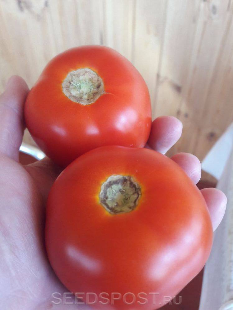Описание сорта томата северный румянец и его характеристики