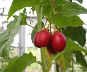 Описание сорта томата ягуар, выращивание и урожайность