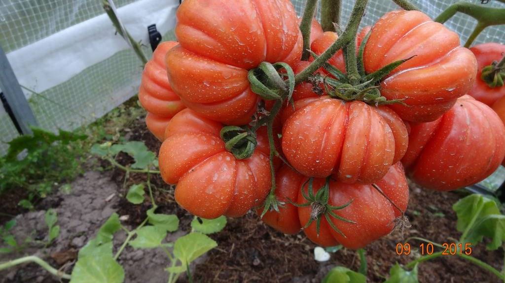 Описание сорта томата лукошко на окошке, его выращивание