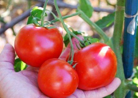 Описание сорта томата алиса, особенности выращивание и ухода