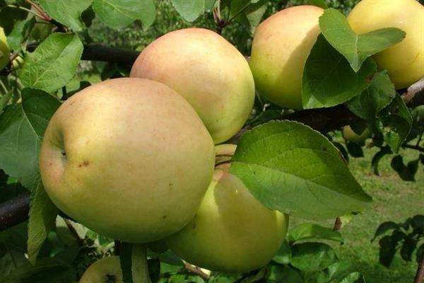 Описание сорта яблони услада
