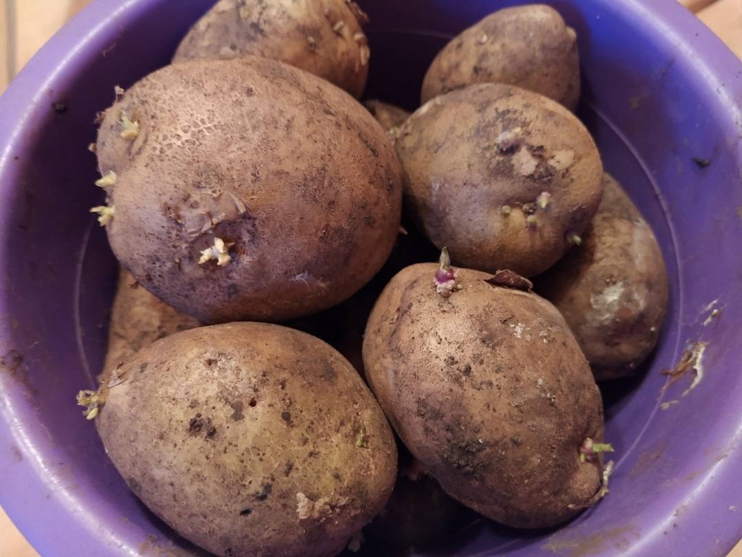 Как получить хороший урожай картофеля на своем участке даже на малой площади