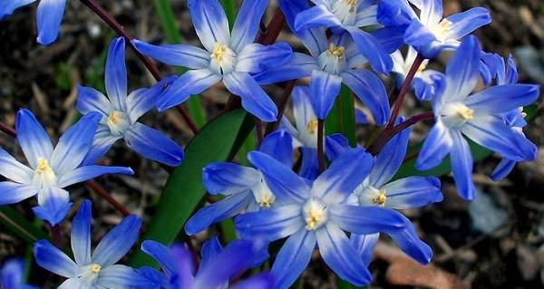 Цветок хионодокса: виды и сорта, посадка и уход