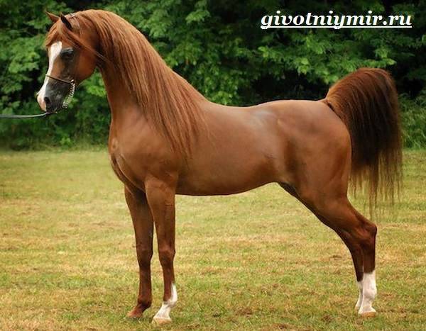 Особенности лошадей породы арабский скакун