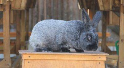 Описание и характеристика кроликов породы полтавское серебро, уход за ними