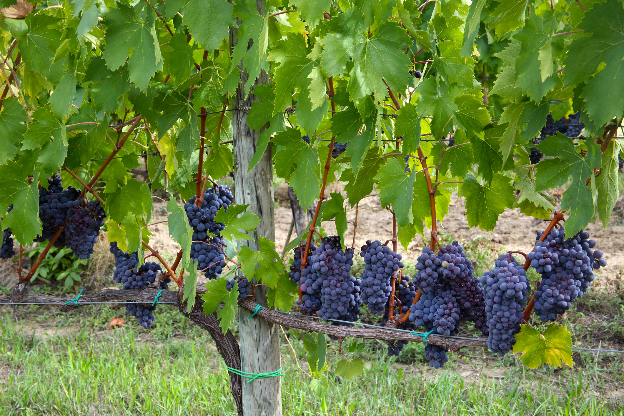 Классификация популярных винных сортов винограда