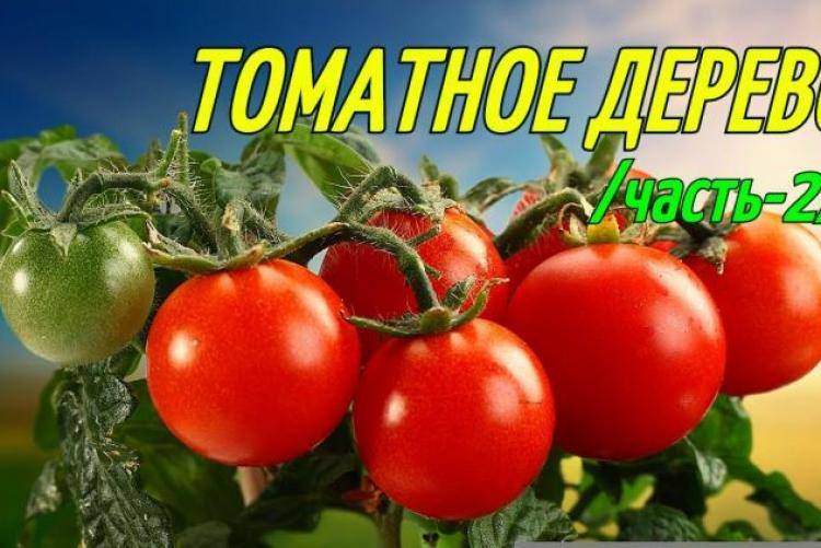 Что такое томатное дерево: выращивание дома и в открытом грунте