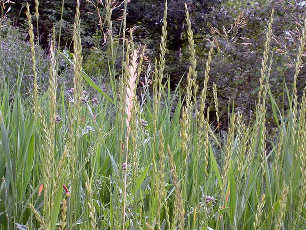Лечебные свойства травы пырей и противопоказания