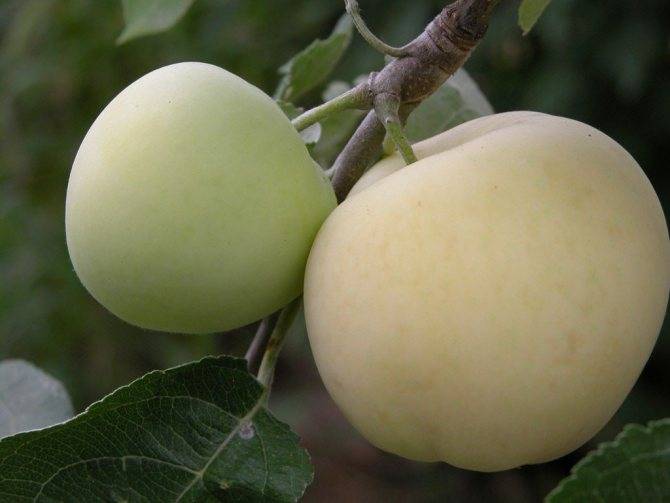 Яблоня конфетное: особенности сорта и ухода