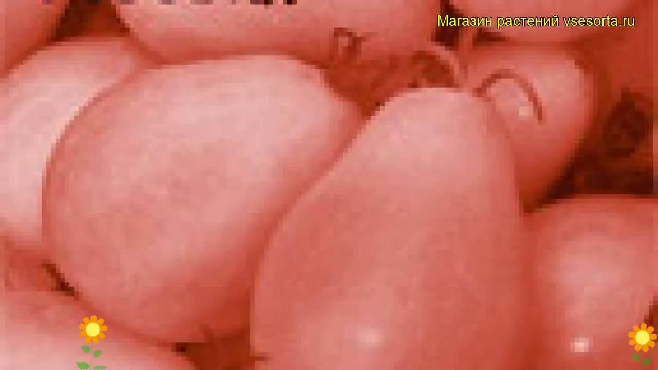 Описание и характеристика сорта томата груша розовая