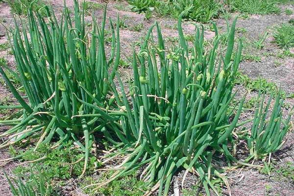 Какие сорта многолетнего лука существуют и как правильно его выращивать?