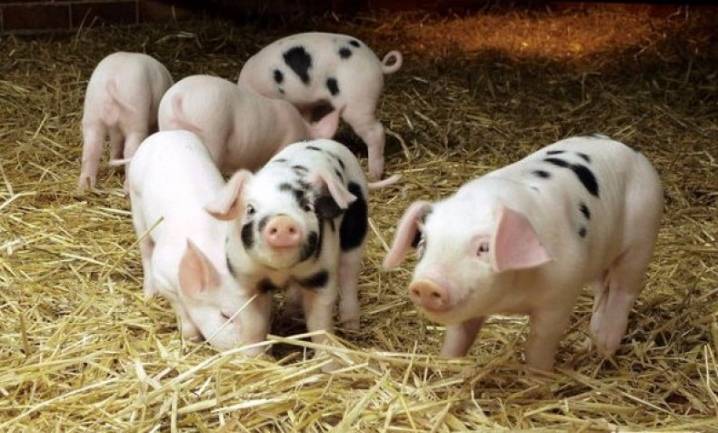 Био подстилка для свиней: выгоды и недостатки