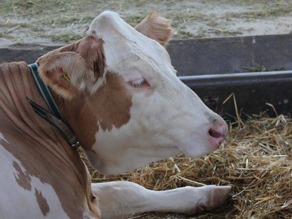 Что делать, если корова не встает после отела: возможные заболевания, основные способы лечения