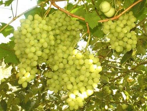 Выращивание винограда на урале: фото и видео